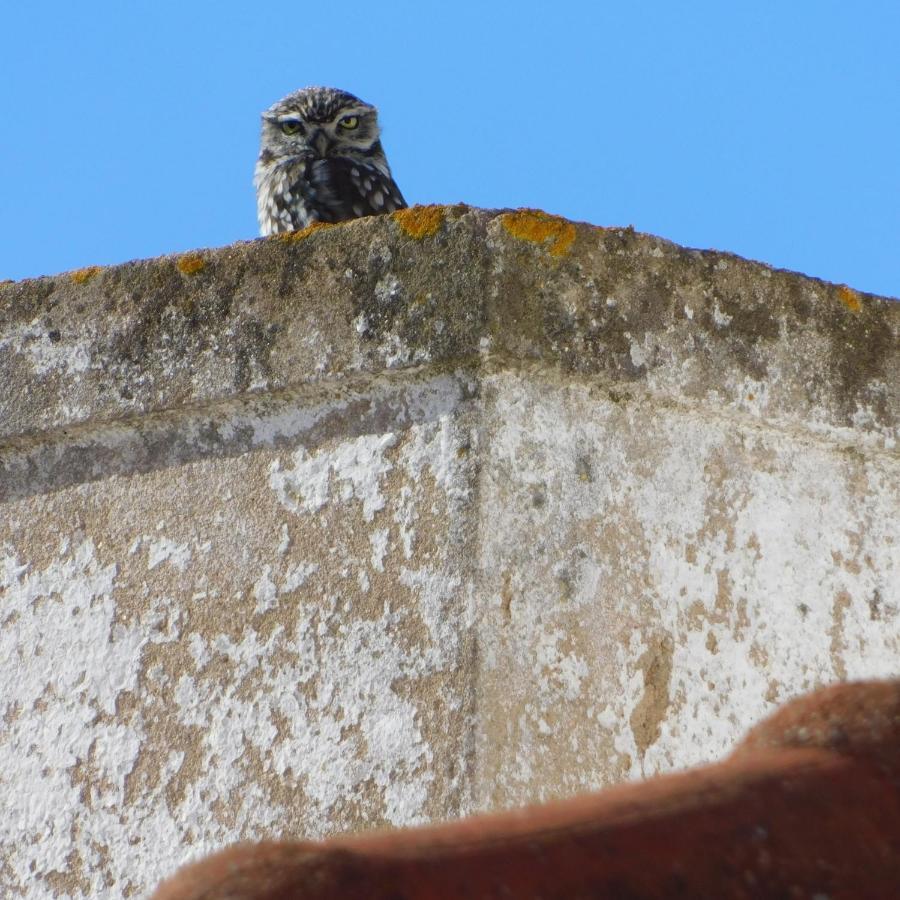 The Little Owls Nest Castro Verde Exteriör bild
